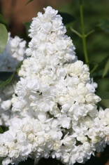 Syringa vulgaris &amp;#039;Miss Ellen Willmott&amp;#039; - liliac alb foto