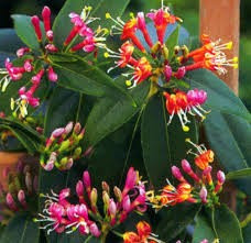 Lonicera henryi ? Mana Maicii Domnului, caprifoi vesnic verde foto