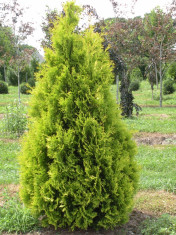 Thuja occidentalis Yellow Ribbon ? tuia Yellow Ribbon foto