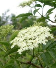 Sambucus nigra - soc foto