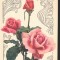 CPI (B7966) FELICITARE DE PASTI - TRANDAFIRI, RUSIA