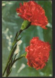 CPI (B7977) FELICITARE DE PASTI, CARTE POSTALA - garoafe, Necirculata, Fotografie