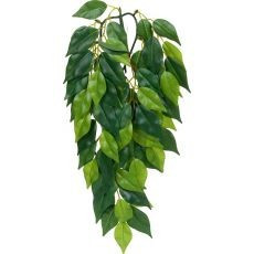 Ficus silk small - planta pentru terarium, 45cm foto