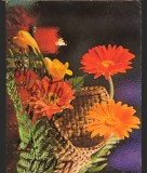 CPI (B7972) FELICITARE DE PASTI, CARTE POSTALA - FLORI, Necirculata, Fotografie