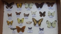 Vand insectar cu 20 de fluturi, diferite specii si familii foto