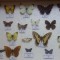 Vand insectar cu 20 de fluturi, diferite specii si familii