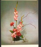 CPI (B7992) FELICITARE DE PASTI - GLADIOLE