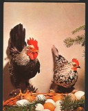 CPI (B7986) FELICITARE DE PASTI, CARTE POSTALA - GAINA, COCOS, OUA