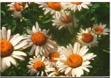 CPI (B7999) CARTE POSTALA - MARGARETE, Necirculata, Fotografie