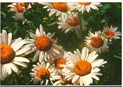 CPI (B7999) CARTE POSTALA - MARGARETE foto