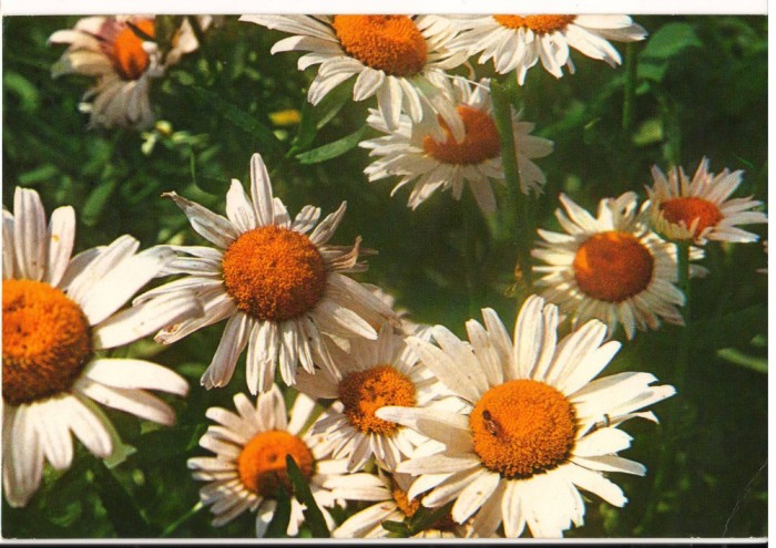 CPI (B7999) CARTE POSTALA - MARGARETE