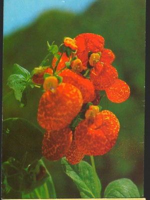 CPI (B7993) FELICITARE DE PASTI, CARTE POSTALA - FLORI ROSII foto