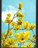 CPI (B7979) FELICITARE DE PASTI, CARTE POSTALA - FLORI GALBENE, Necirculata, Fotografie