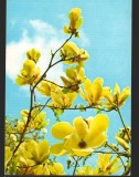 CPI (B7979) FELICITARE DE PASTI, CARTE POSTALA - FLORI GALBENE, Necirculata, Fotografie