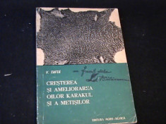 CRESTEREA SI AMELIORAREA OILOR KARAKUL-V. TAFTA- foto