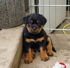 pui rottweiler 2,5 luni foto