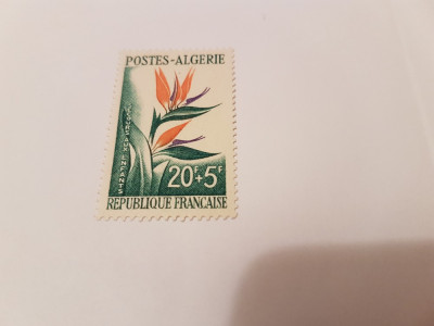 franta/colonii/algeria 1958 flora foto