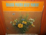 -Y- BALADA PENTRU ACEST PAMANT - MUZICA USOARA MAMAIA 75 DISC VINIL LP