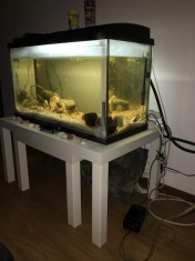 Acvariu 120 L + ciclide nigrofasciatum foto