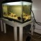 Acvariu 120 L + ciclide nigrofasciatum