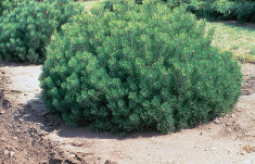 Pinus mugo pumilo - Pin pitic foto