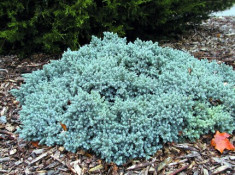 Juniperus squamata Blue Star - Ienupar Blue Star foto