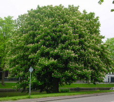 Aesculus hippocastanum - Castan porcesc foto