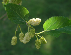 Morus alba - dud alb foto