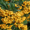 Pyracantha Golden Charmer ? piracanta galbena