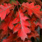 Quercus rubra - Stejar rosu 20-30 cm