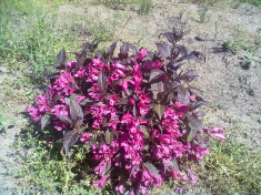 Weigela florida ?Nana Purpurea? - Weigela rosie pitica foto