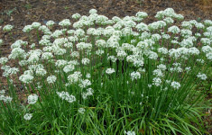 Allium tuberosum - usturoi peren, arpagic chinezesc foto