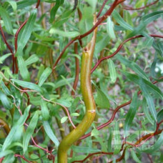 Salix matsudana Tortuosa - Salcie creata foto