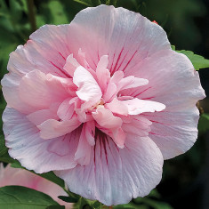 Hibiscus syr. &amp;#039;Pink Chiffon&amp;#039;? trandafir chinezesc, zamosita foto