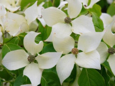 Cornus kousa var chinensis ? corn chinezesc foto