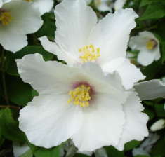 Philadelphus Belle Etoile ? Iasomie cu flori mari foto