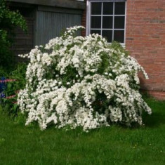 Spiraea vanhouttei ? cununita, floarea miresii foto