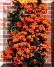 Piracanta - Pyracantha &amp;#039;orange glow&amp;#039; foto