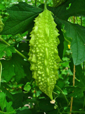 Seminte castravete amar Momordica charantia seminte rare pret negociabil foto