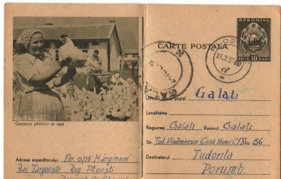 CPI (B8074) CARTE POSTALA - CRESTEREA PASARILOR DE RASA, GAINI foto