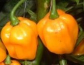 Seminte ardei iute chili &amp;quot; Scotchbonnet Orange &amp;quot; - pentru cunoscatori foto