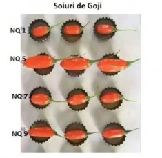 Goji rosu soiuri de NQ1, NQ5, NQ7, NQ9 si Goji negru foto