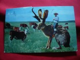 Ilustrata colaj - Cowboy calare pe iepure cu coarne, etc- SUA