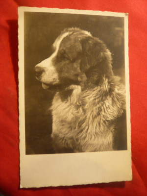 Ilustrata Fotografie artistica - Caine , circulat 1932 la Bucuresti foto