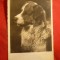 Ilustrata Fotografie artistica - Caine , circulat 1932 la Bucuresti