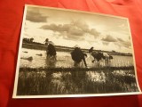 Fotografie din Film Italia 1950 - Orez amar , dim.= 23,4x17,6 cm