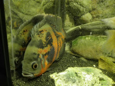 Donez Ciclid american Astronotus Ocelatus Oscar fish foto