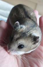 Hamsteri foto