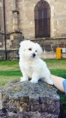 Vand puiut superb bichon maltese+cadouri foto