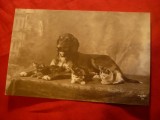 Ilustrata Caine si Pisici , circulat 1912